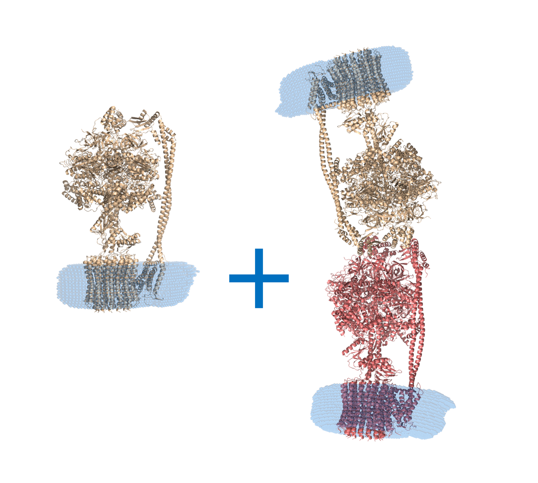 ATP synthase subunit alpha, chloroplastic ATP synthase subunit beta, chloroplastic ATP synthase gamma chain, chloroplastic ATP synthase delta chain, chloroplastic ATP synthase epsilon chain, chloroplastic ATP synthase subunit a, chloroplastic ATP synthase subunit b, chloroplastic ATP synthase subunit b', chloroplastic ATP synthase subunit c, chloroplastic 4-trans-(4-trans-Propylcyclohexyl)-cyclohexyl α-maltoside OTHER [STATIC IMAGE] model