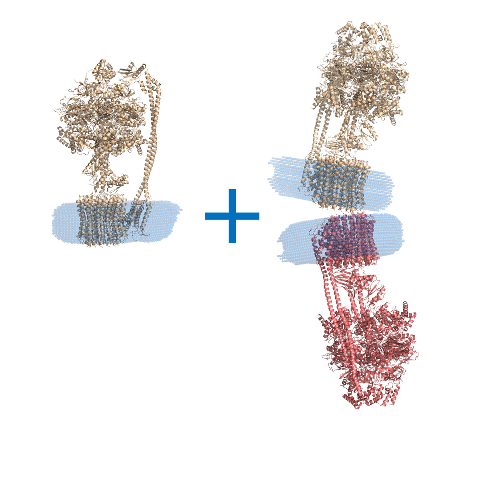 ATP synthase subunit alpha, chloroplastic ATP synthase subunit beta, chloroplastic ATP synthase gamma chain, chloroplastic ATP synthase delta chain, chloroplastic ATP synthase epsilon chain, chloroplastic ATP synthase subunit a, chloroplastic ATP synthase subunit b, chloroplastic ATP synthase subunit b', chloroplastic ATP synthase subunit c, chloroplastic 4-trans-(4-trans-Propylcyclohexyl)-cyclohexyl α-maltoside OTHER [STATIC IMAGE] model