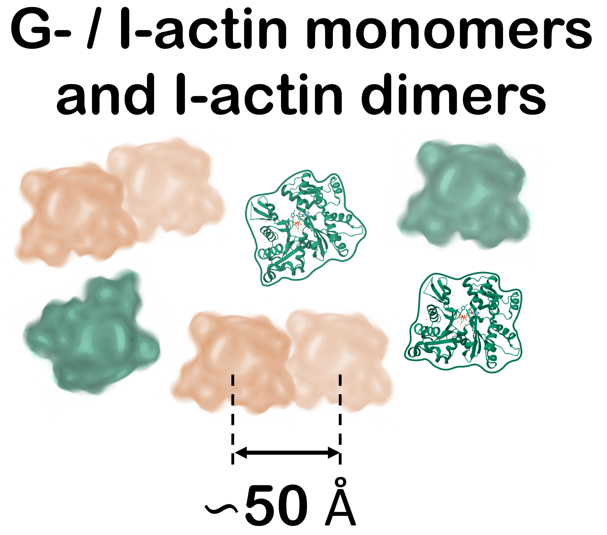 Actin, alpha skeletal muscle OTHER [STATIC IMAGE] model