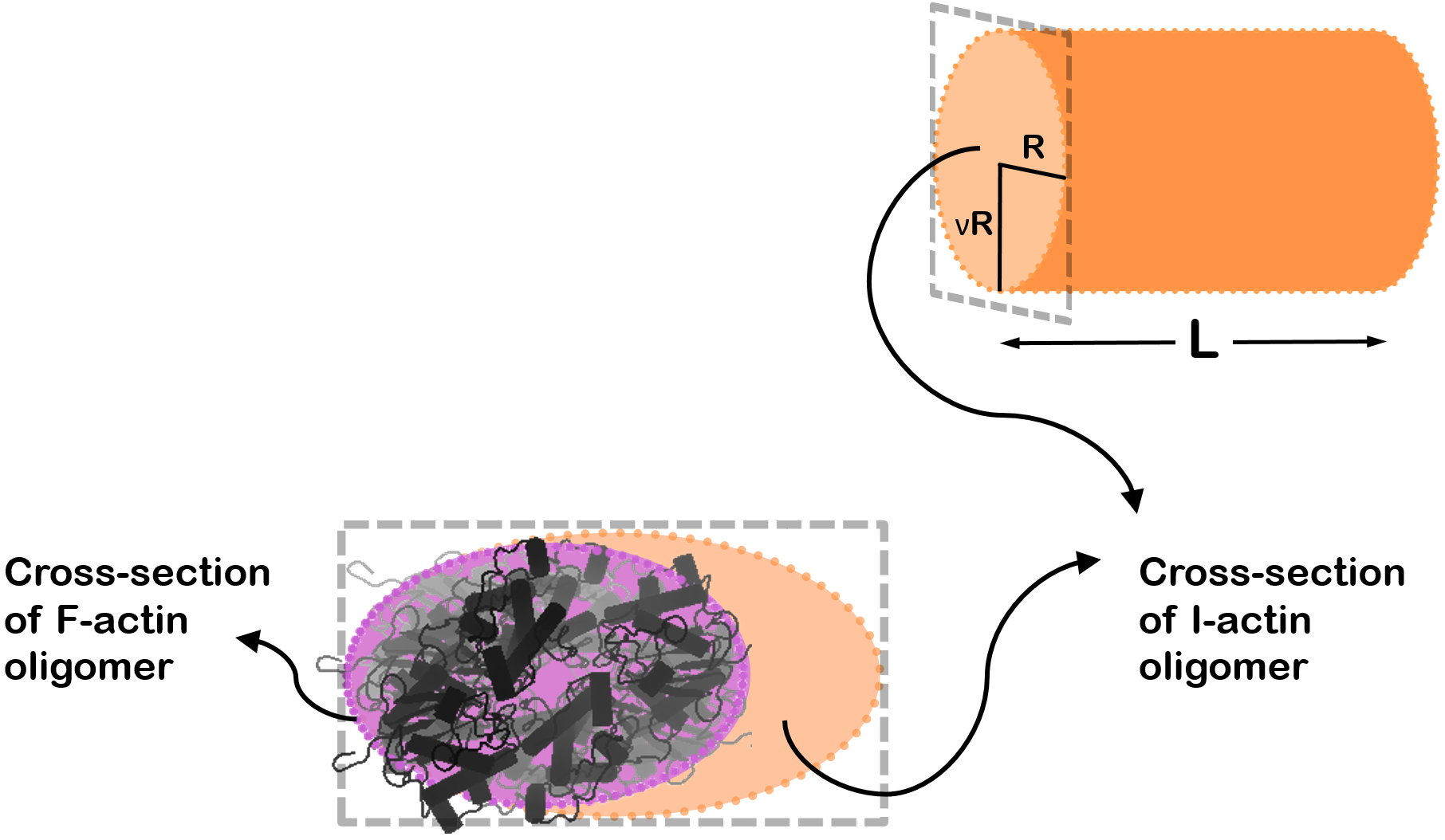 Actin, alpha skeletal muscle OTHER [STATIC IMAGE] model