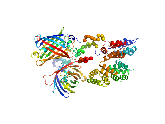 CYNEX4 FRET probe, (eYFP-AnnexinA4-eCFP) CORAL model