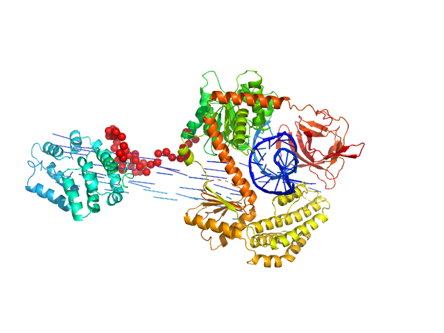 Probable ATP-dependent RNA helicase DDX58 5´ppp 10mer hairpin dsRNA EOM/RANCH model