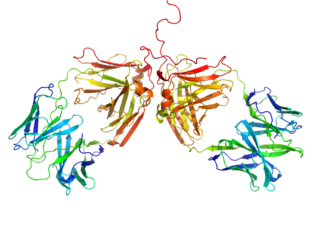 ChiLob 7/4 IgG2 F(ab)2 C224S mutant MOLECULAR DYNAMICS FRAME model